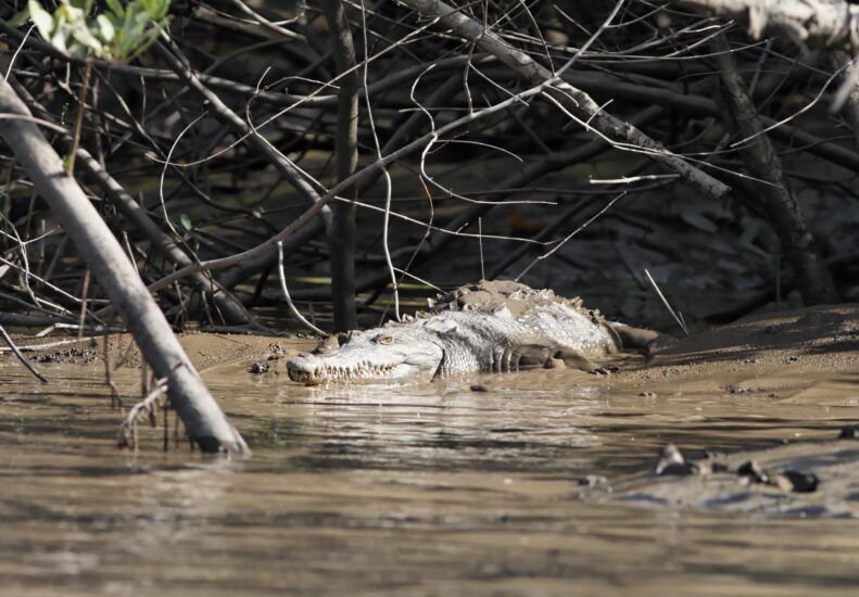 Cocodrilo en Parque Nacional Palo Verde. Foto por Depositphotos.