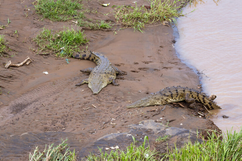 Avistamiento de cocodrilos en el río Tárcoles. Foto por Depositphotos.