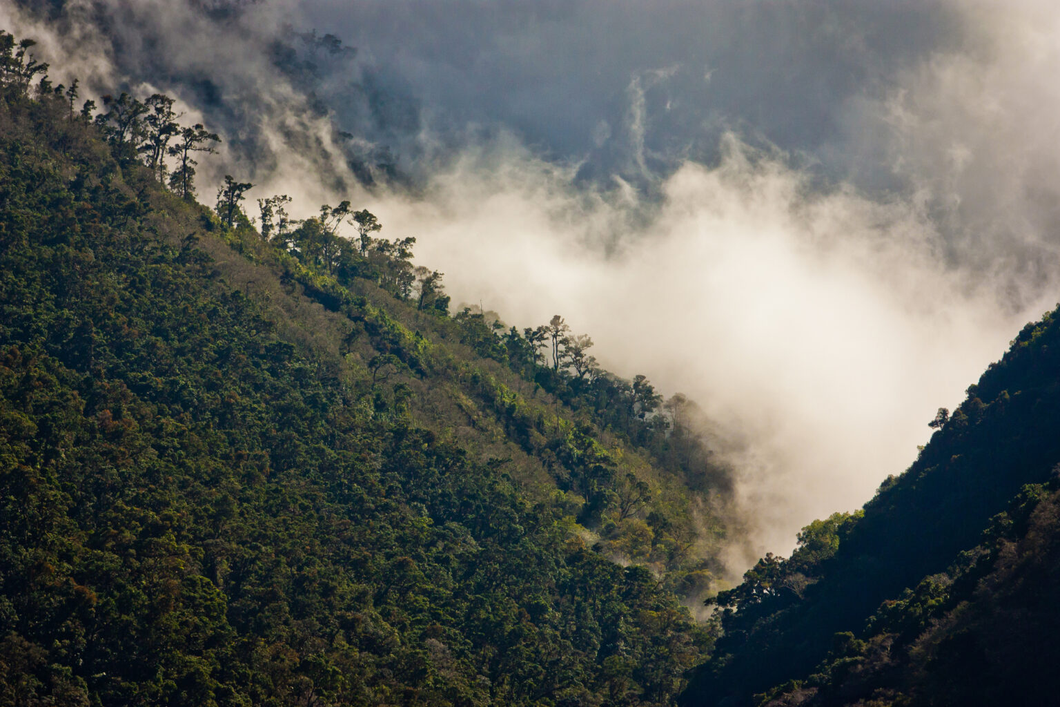 Guía Para Una Visita Inolvidable Al Parque Nacional los Quetzales