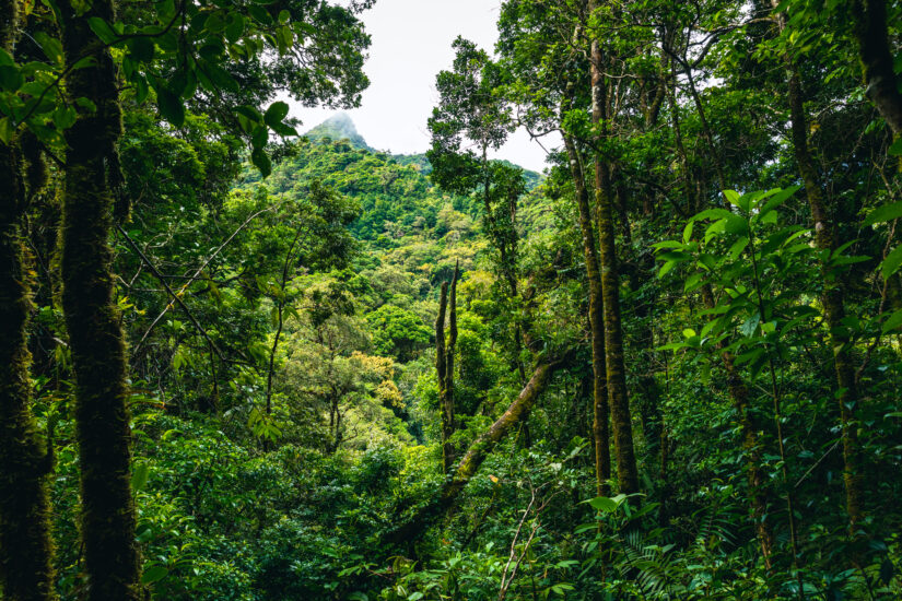 Monteverde en Costa Rica. Foto por Depositphotos.