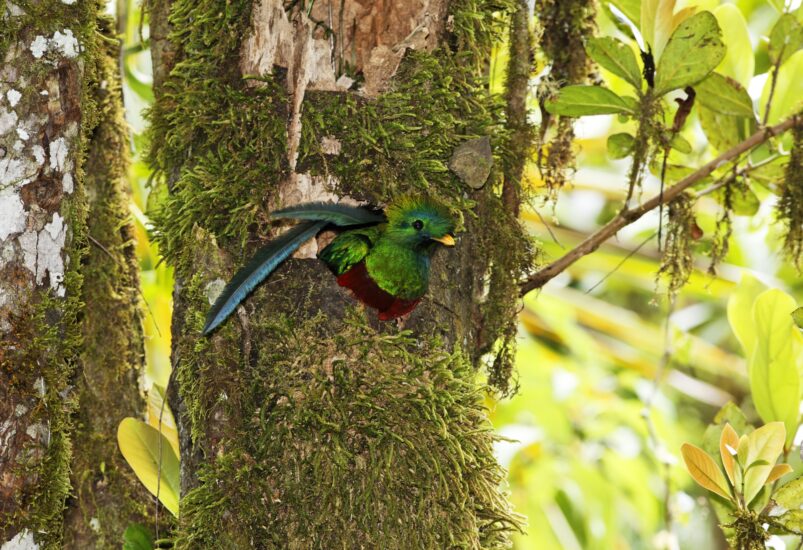 Naturaleza en Parque Nacional los Quetzales. Foto por Deposiphotos.