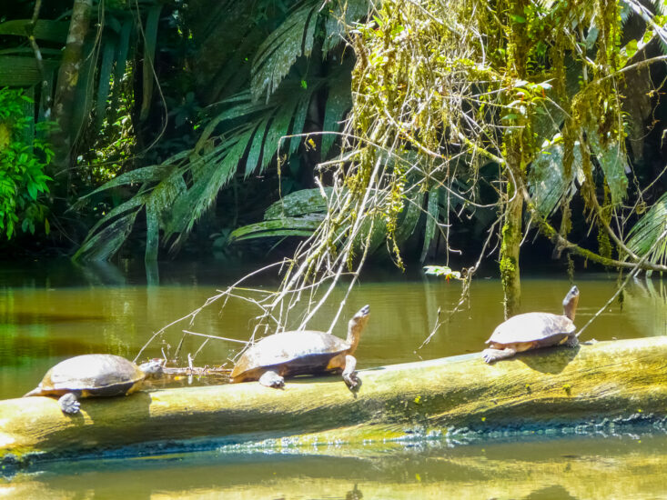 Parque Nacional Tortuguero en Costa Rica. Foto por Depositphotos.