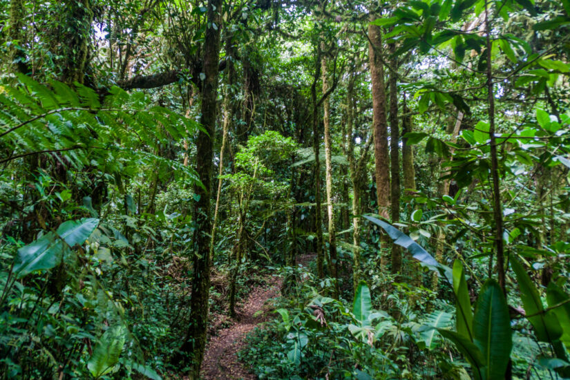Qué ver en Monteverde. Foto por Depositphotos.