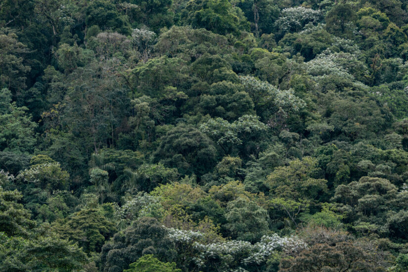 Qué ver en Parque Nacional los Quetzales. Foto por Deposiphotos.