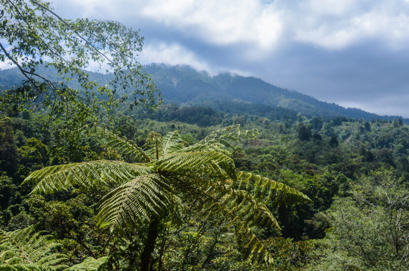 Selva tropical de camino al volcán poás. Foto por Depositphotos.