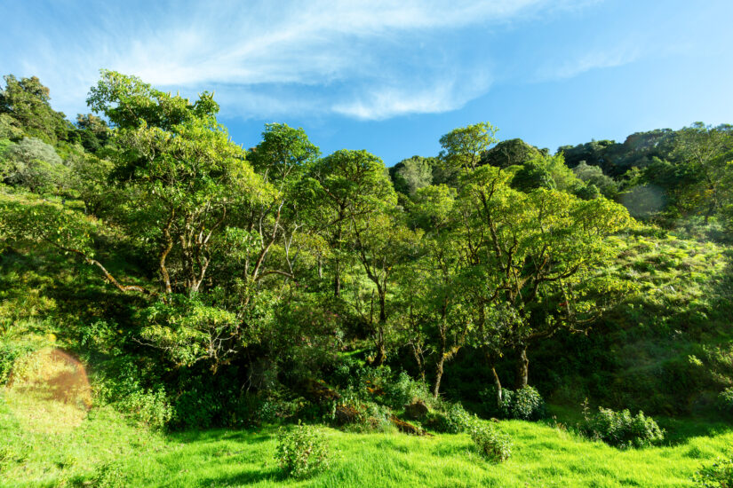 Visita Parque Nacional los Quetzales. Foto por Deposiphotos.