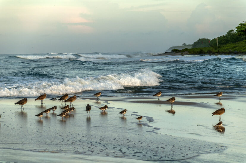 Qué ver en Playa Avellanas. Foto de BirdsEyePix. Flickr.