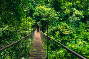 Bosque Nuboso de Monteverde. Foto por Depositphotos.
