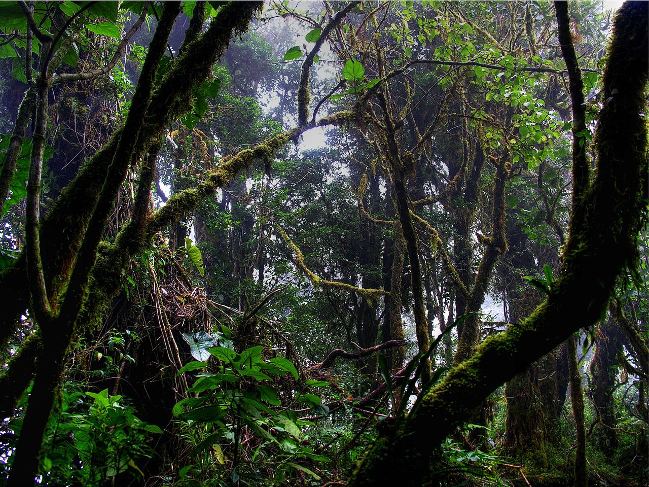 Volcán Barva, descubre esta ruta de senderismo que te encantará ...