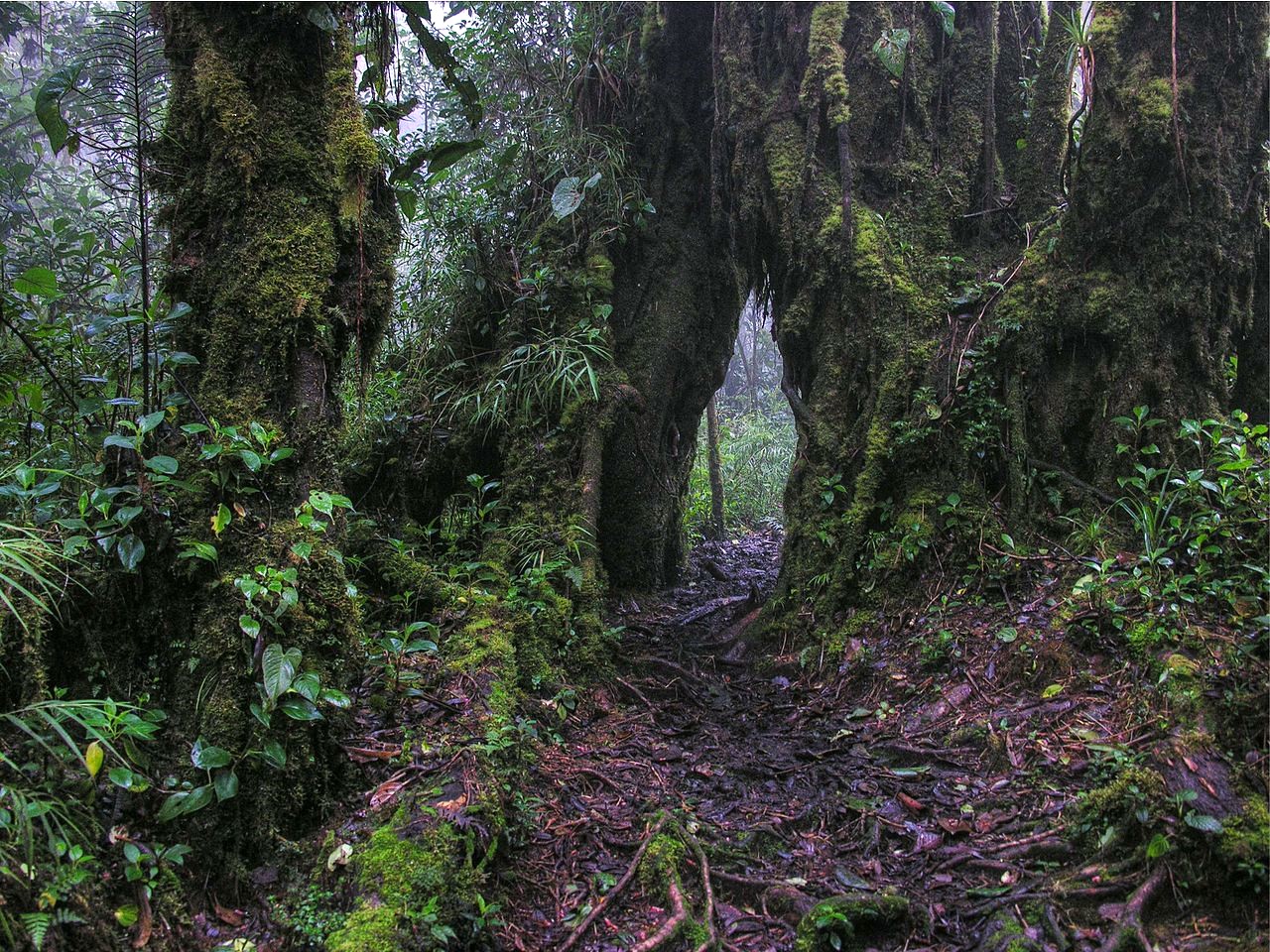 Volcán Barva, descubre esta ruta de senderismo que te encantará ...