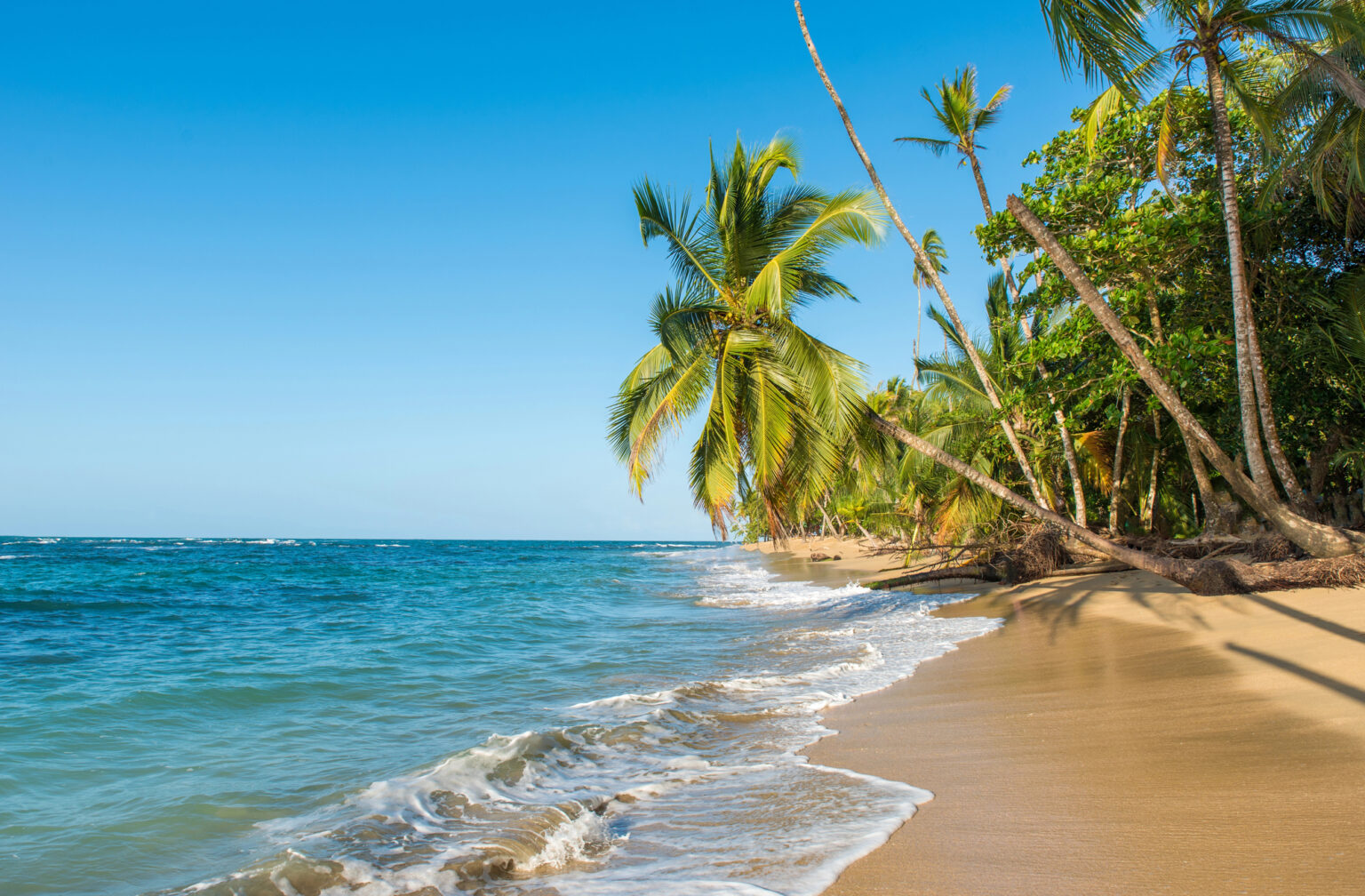 Playa Punta Uva qué hacer en esta joya tropical al sur de Cahuita